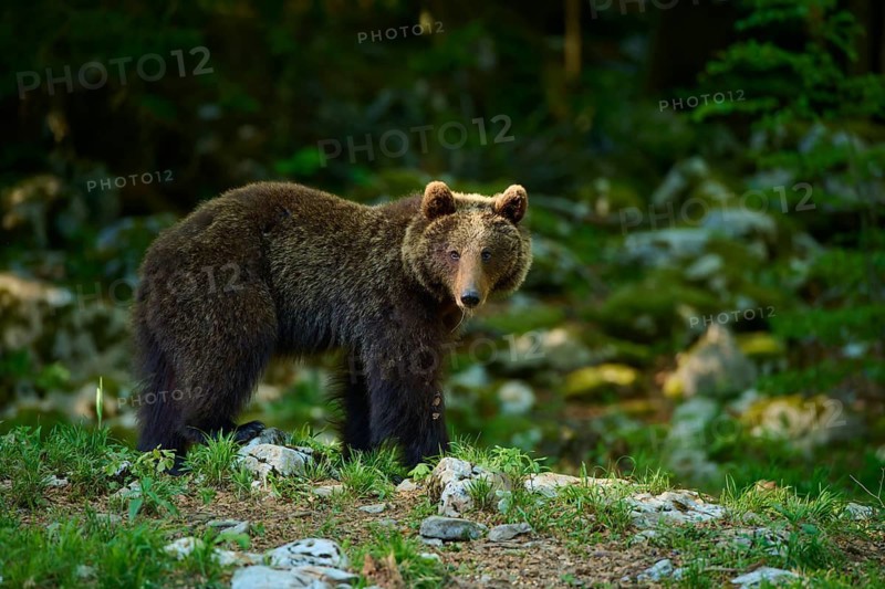 A brown bear stands alert in the rocky woodland, European brown bear (Ursus arctos), Slovenia