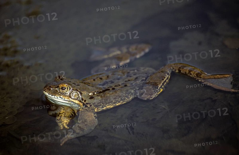 Common frog, common frog, rana temporaria, amphibians, amphibians, frog, frogs, amphibians