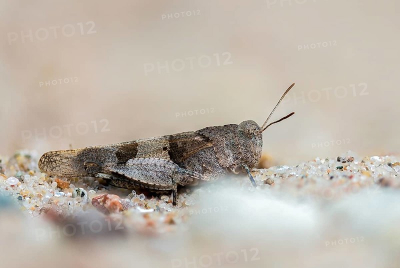 Blue-winged wasteland scare, caelifera, grasshoppers, short-feeler scare, Oedipoda caerulescens, Oedipodinae, blue-winged grasshoppers, grasshoppers, grasshoppers, insects, wasteland scares