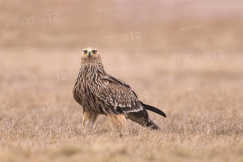 Eastern Imperial Eagle (Aquila heliaca) juvenile, Hungary
