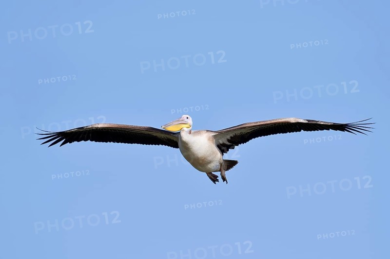 Pink pelican (Pelecanus onocrotalus), immature, flying, Greece