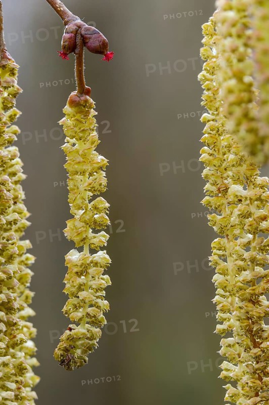Betulaceae, birch plants, flower kittens, corylus avellana, common hazel, hazel, hazel, male inflorescence, female inflorescence, flower, common hazel, flora, high size, portrait, plants, plants