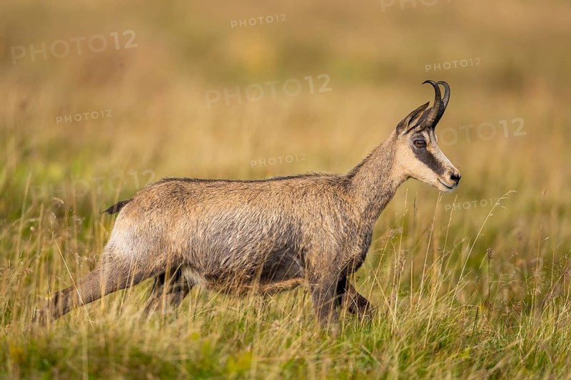 Chamois (Rupicapra rupicapra) on a meadow in the Vosges Mountains, wildlife, France