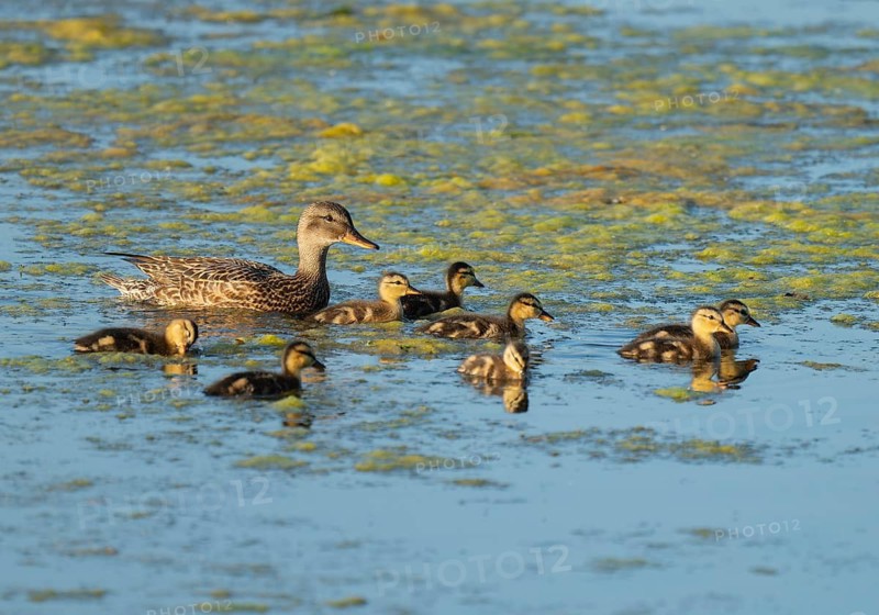 Mallard (Anas platyrhynchos) female and young birds swimming on a lake, blue water, Lower Saxony, Germany