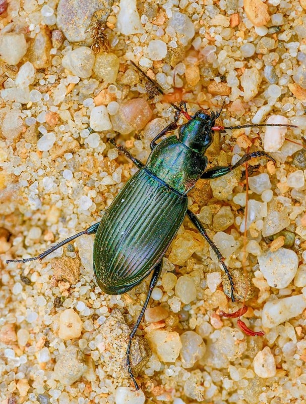 Carabidae, common grave runner, copper-colored grave runner, copper-colored list beetle, coppery shoulder-runner, Poecilus cupreus, pterostichus cupreus, beetle, coleoptera, high size, vertical format, insects, beetles, ground beetles