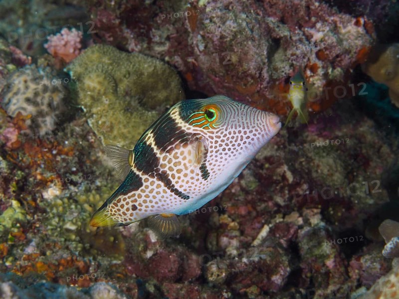 A colourful pufferfish with a spotted pattern, the saddle-spotted pufferfish (Canthigaster valentini), swimming off the coral reef at the Spice Reef dive site, Penyapangan, Bali, Indonesia