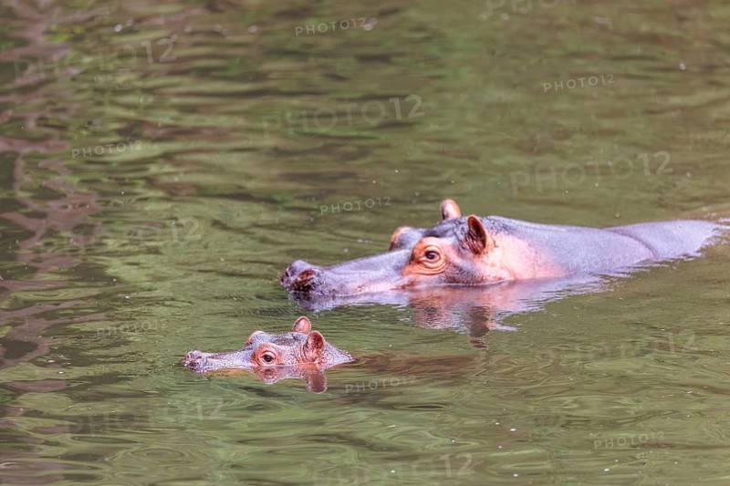 A young hippopotamus (Hippopotamus amphibius) rests in the water next to its mother. Democratic Republic of the Congo, Uganda, Tanzania, Kenya, Ethiopia, Somalia, Sudan, Gambia, South Africa