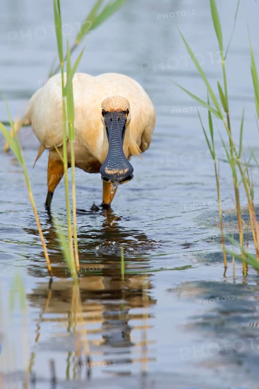 Eurasian spoonbill (Platalea leucorodia) foraging. Texel. Netherlands