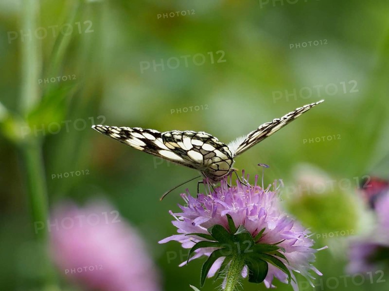 A checkerboard moth (Melanargia galathea), a butterfly on a purple flower, spreading its wings amongst the greenery, Goms, Canton of Valais, Switzerland