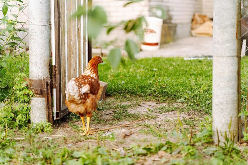 Rear view of a chicken that walks in the courtyard of a rural house, A domestic chicken walks on green grass on an organic farm in the countryside