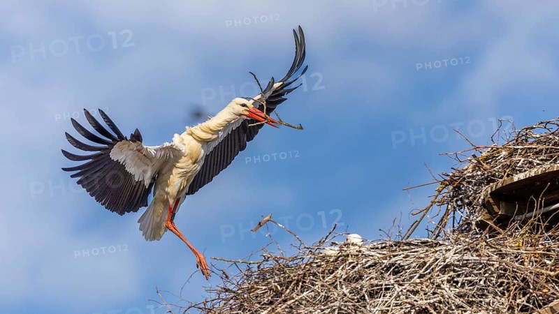 White stork (Ciconia ciconia), flying to the nest with nesting material in its beak, Affenberg, Salem, Lake Constance region, Baden-Württemberg, Germany
