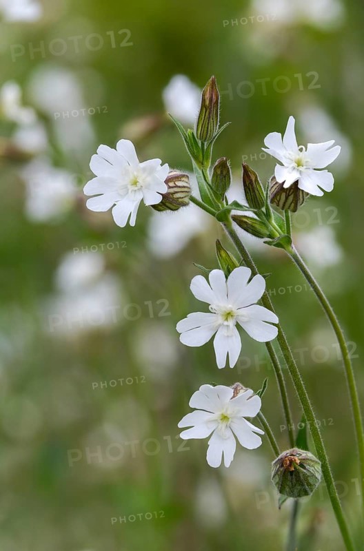 Caryophyllaceae, night carnation, clove family, silene latifolia, silene pratensis, white light carnation, white clove, white glue herb, flora, high size, vertical format, plants, plants
