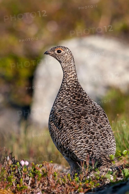 Alpine ptarmigan, Finland, Lagopus muta, Lagopus mutus, ptarmigan, birds, chickens, female, galliformes, high size, portrait format, chicken, chicken birds, grouse grouse, rock ptarmigan, tetraonidae, birds