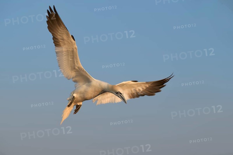Northern Gannet (Morus bassanus) flying, Schleswig-Holstein, Germany