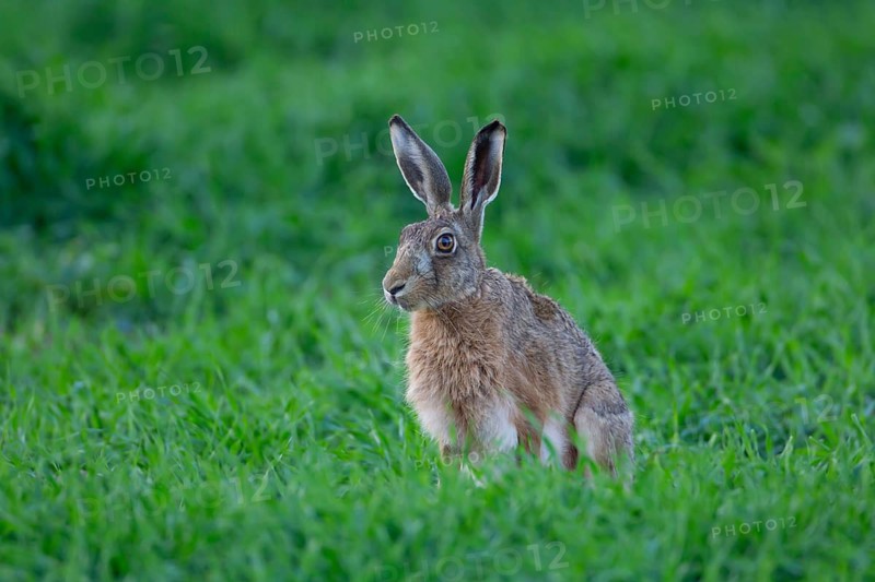 European brown hare (Lepus europaeus) adult animal in a farmland cereal crop in the summer, England, United Kingdom