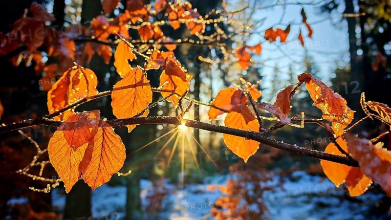 Luminous autumn leaves of a beech (fagus) in the forest, illuminated by star-shaped sunbeams, winter hike on the Rennsteig, Thuringian Forest nature park Park