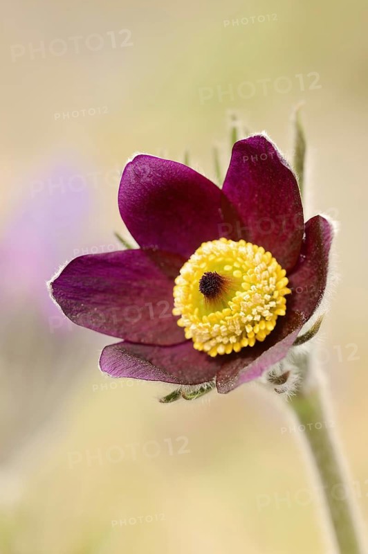 Pasque flower (Pulsatilla vulgaris), flower, North Rhine-Westphalia, Germany