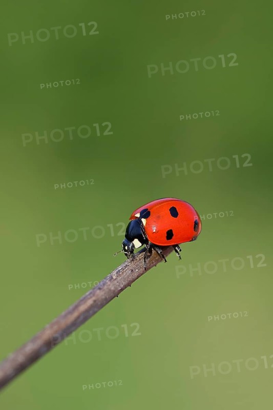 Seven-spot ladybird (Coccinella septempunctata), on the tip of a plant, green background, Wilnsdorf, North Rhine-Westphalia, Germany