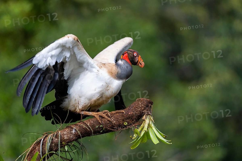 King vulture (Sarcoramphus papa), cock, vulture birds (Aegypiinae), Laguna del Lagarto Lodge, Alajuela, Costa Rica