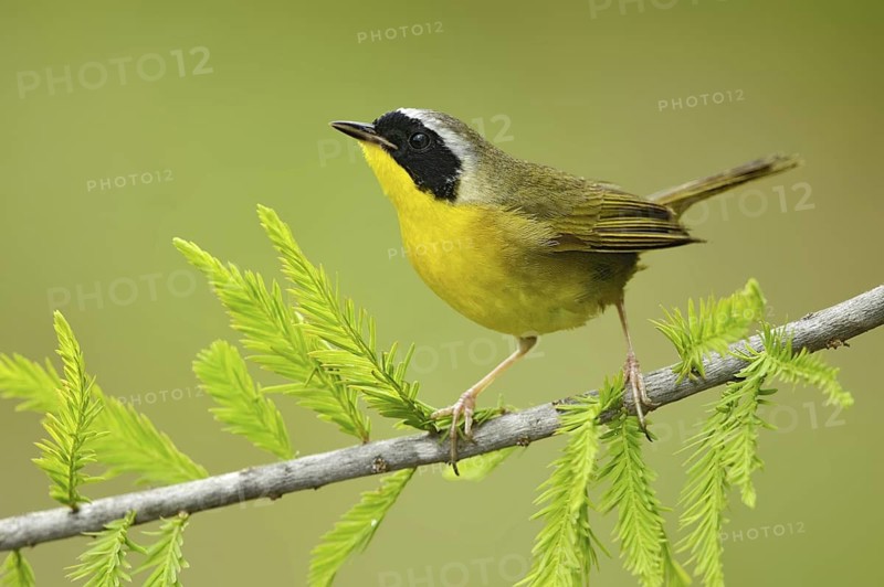 Common Yellowthroat (Geothlypis trichas), Texas, USA