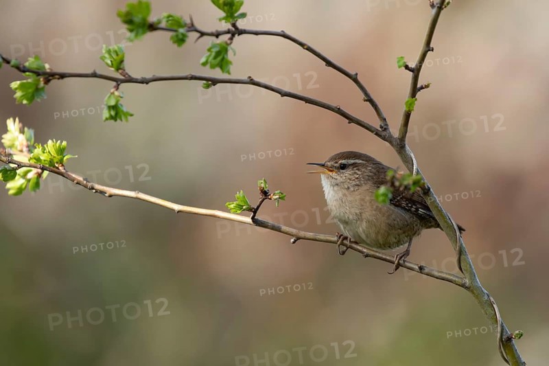 Eurasian wren (Troglodytes troglodytes) adult garden bird singing on a tree branch in spring, England, United Kingdom