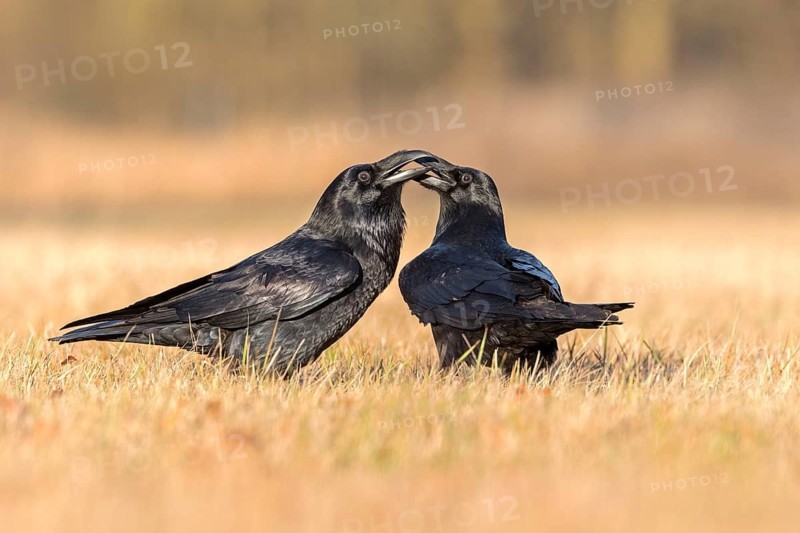 Northern Raven (Corvus corax) pair, Saxony-Anhalt, Germany