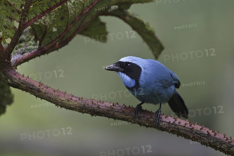 Turquoise Jay (Cyanolyca turcosa), Ecuador