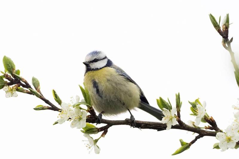 A blue tit (Parus caeruleus) sitting sideways on a flowering branch, Hesse, Germany