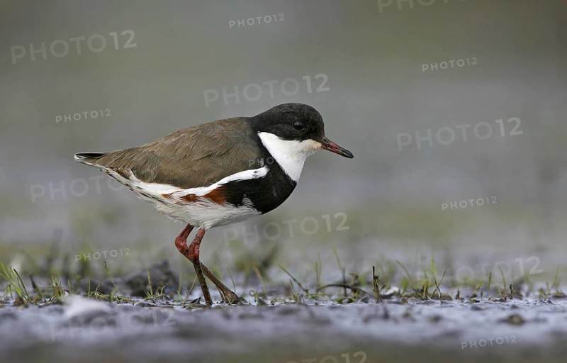 Red-kneed Dotterel (Erythrogonys cinctus), Victoria, Australia