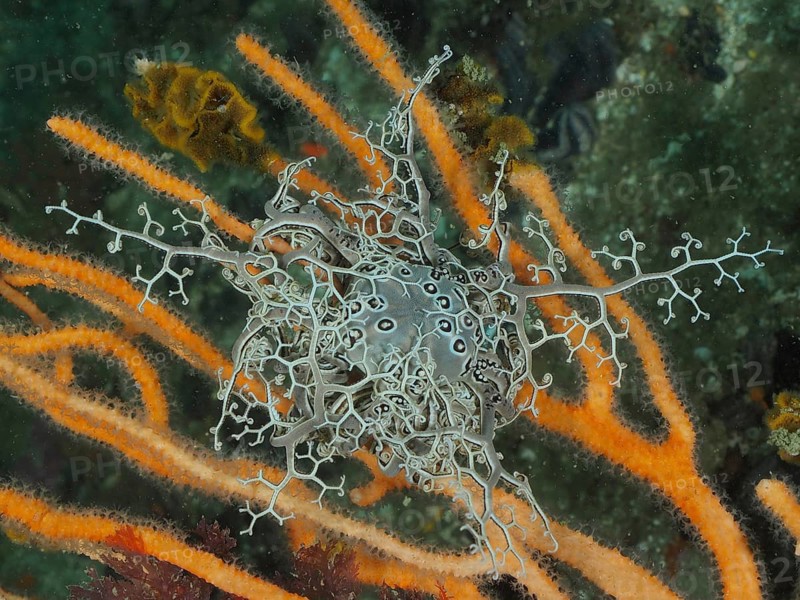Gorgon's head (Astrocladus euryale)