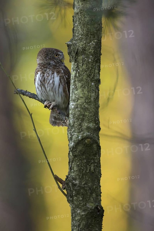 Eurasian Pygmy Owl (Glaucidium passerinum), Poland