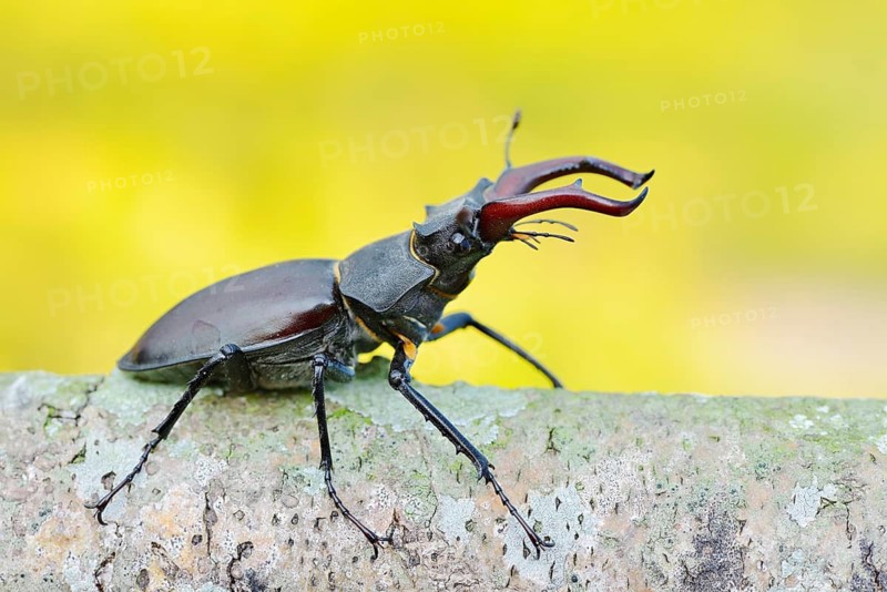 Stag beetle (Lucanus cervus), male, North Rhine-Westphalia, Germany