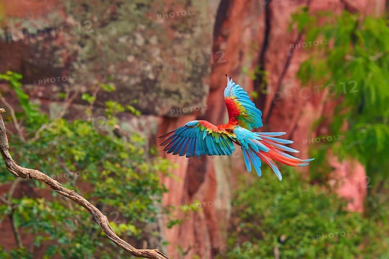 Parrot spreading its colourful wings in flight, against a natural backdrop, Green-winged Macaw, or Dark-winged Macaw (Ara chloroptera), Buraco Das Araras, Bonito, Pantanal, Brazil