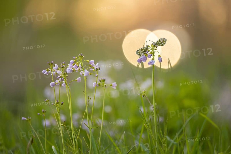 Aurora butterfly (Anthocharis cardamines) on meadowfoam, Vechta, Lower Saxony, Germany