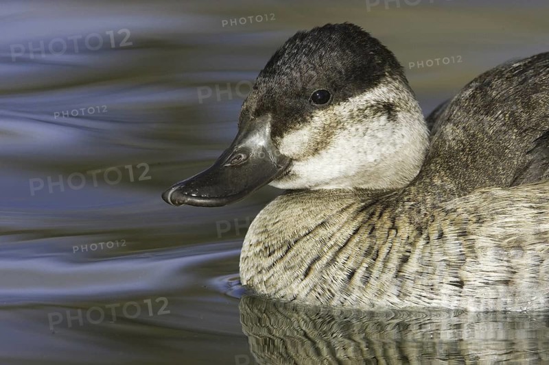 Ruddy Duck (Oxyura jamaicensis), New Mexico, USA