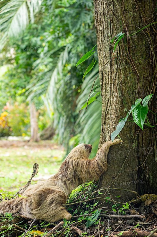 Two toed sloth (Choloepus didactylus) climbing up a tree trunk after being on the ground. Puerto Viejo, Caribbean, Costa Rica