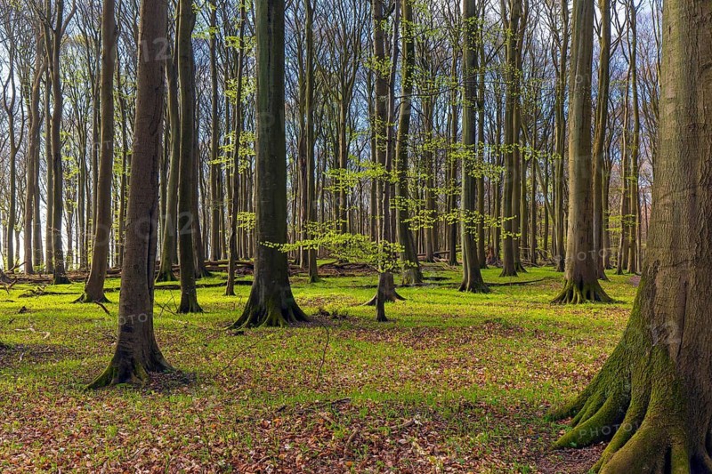 Tree trunks of European beech trees and twigs with fresh budding leaves in broadleaved forest in spring
