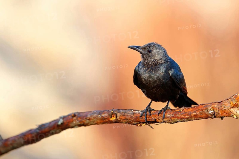A Red-winged Starling on a perch, (Onychognathus morio), Africa, South Africa, KwaZulu-Natal, Giant's Castle Hide, Imbabazane Local Municipality, KwaZulu-Natal