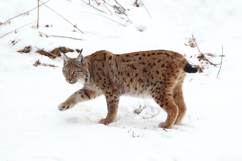 A lynx moves through the snow-covered forest. Its spotted coat stands out sharply against the white snow: Eurasian lynx (Lynx lynx), in deep snow in the last light of day, enclosure area, Bavarian Forest National Park, Bavaria, Germany