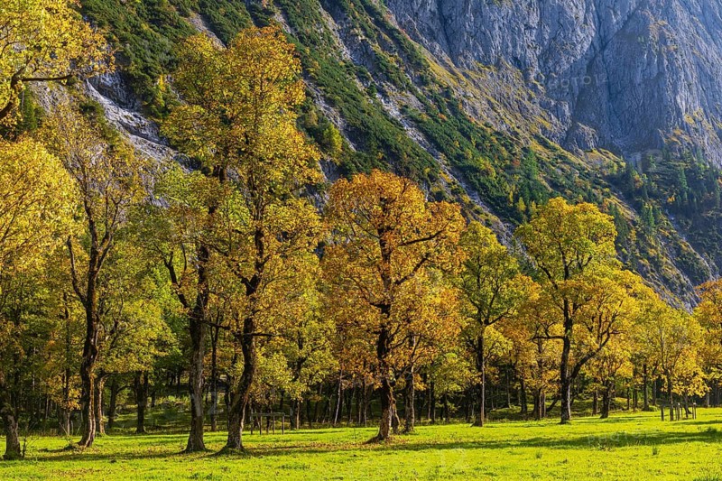 Nature conservancy area Grosser Ahornboden. Sycamore maple trees, Acer pseudoplatanus, in autumn. Karwendel mountains, Austria