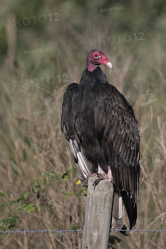 Turkey Vulture (Cathartes aura), Florida, USA