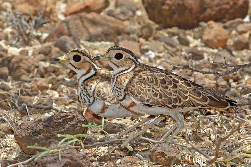 Three-banded Courser (Rhinoptilus cinctus), Lake Baringo, Kenya