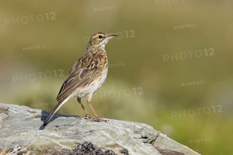Australian Pipit (Anthus australis), Victoria, Australia