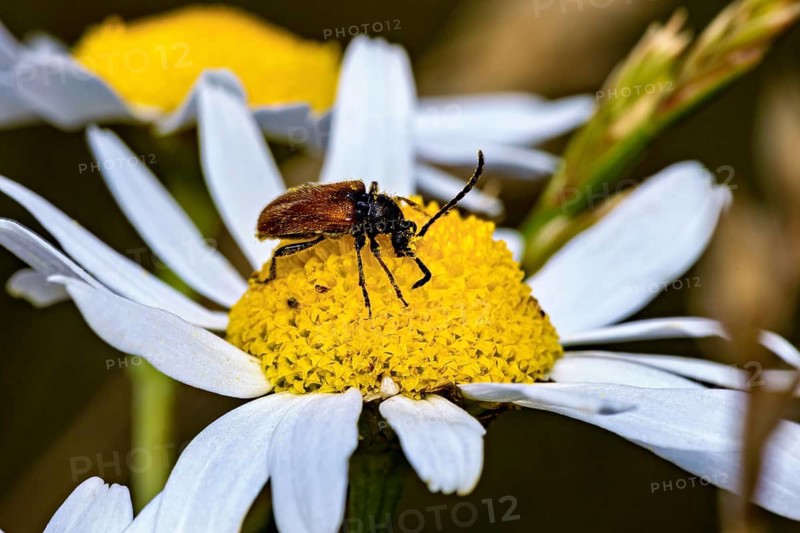 Close-up of a beetle sitting on a yellow flower, a fairy-ring longhorn beetle on a flower near Herleshausen, Germany (Pseudovadonia livida)
