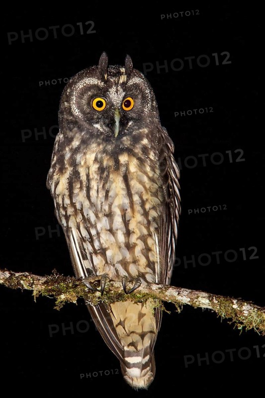 Stygian Owl (Asio stygius) perched on a branch in the Atlantic rainforest of southeast Brazil