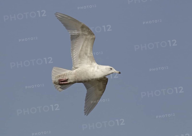 Iceland Gull (Larus glaucoides) juvenile flying, Ohio, USA