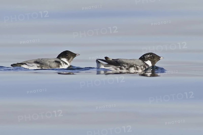Ancient Murrelet (Synthliboramphus antiquus), British Columbia, Canada
