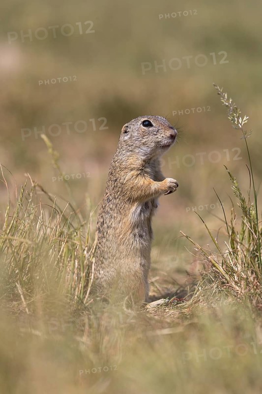 One European ground squirrel (Spermophilus citellus) or European souslik feeding on seeds in tall grass