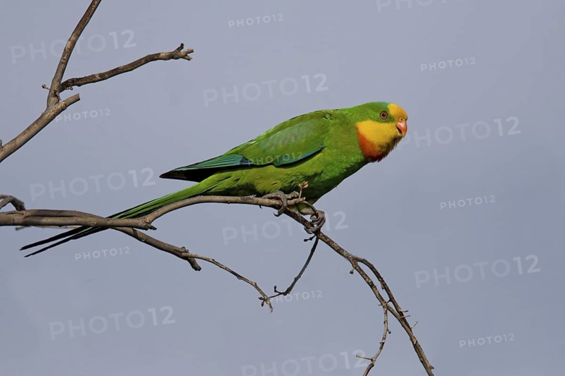 Superb Parrot (Polytelis swainsonii) male, Australian Capital Territory, Australia