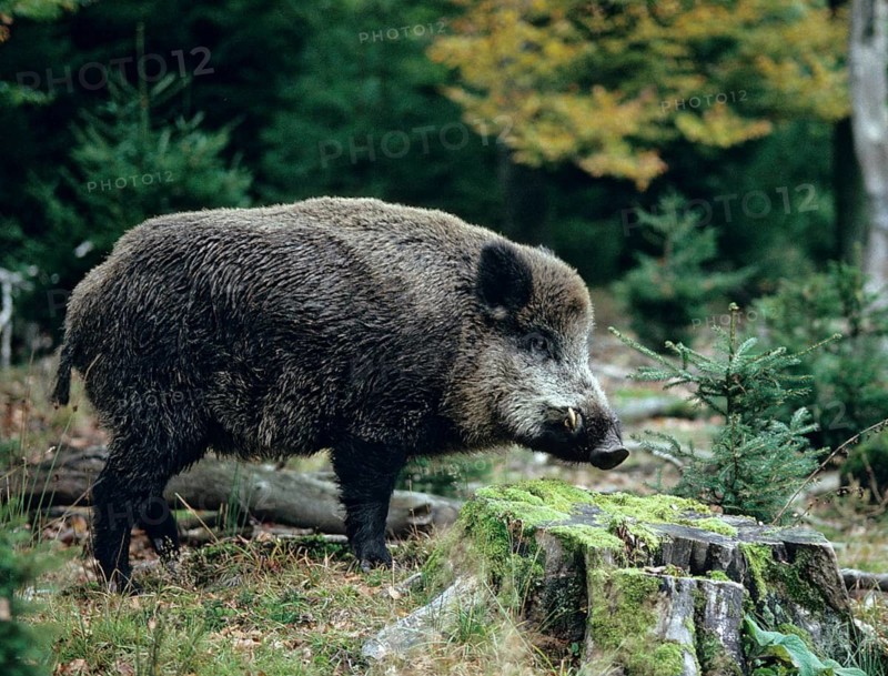 Artiodactyla, even-toed ungulate, cloven-hoofed, wild boar, wild boar, boar, boar, leo, male, mammal, mammal, male, mammal